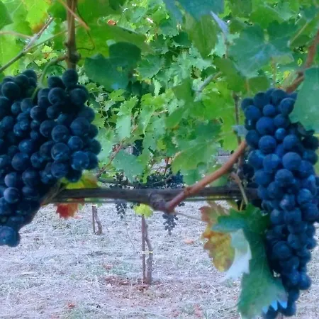 Contrada Vigna 3*
